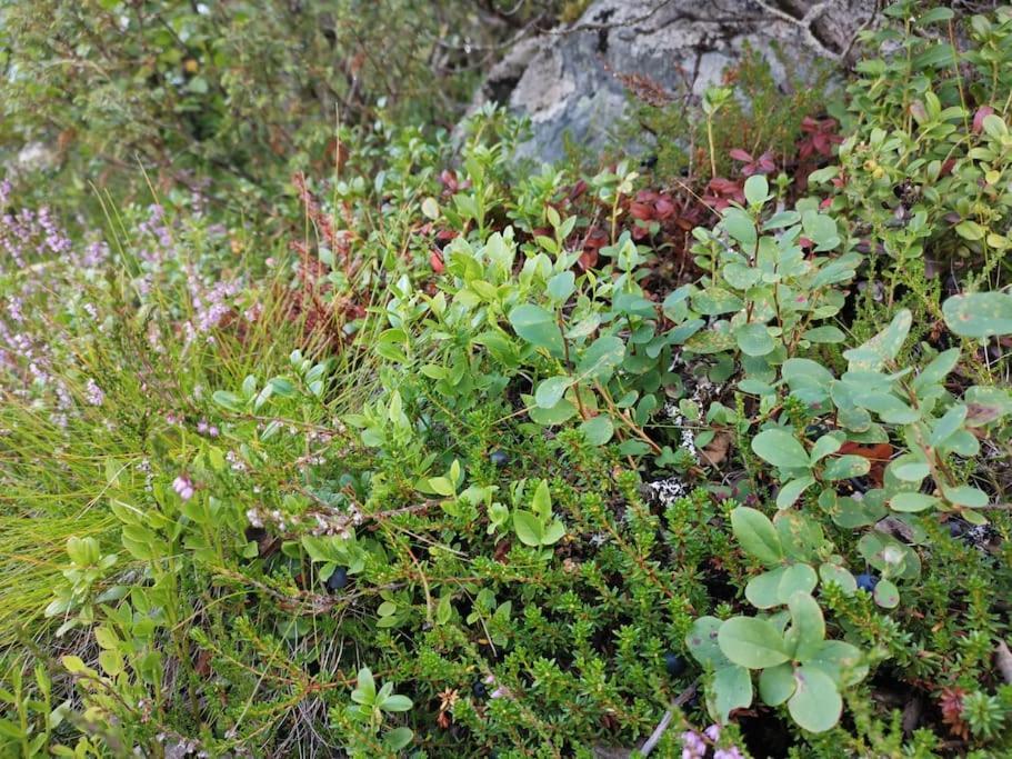 Na Er Vinteren Kommet Til Hallingdal Al Exterior photo